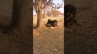 Tibetan Mastiff vs Wolf Dominance in Action shorts [upl. by Ayamat]