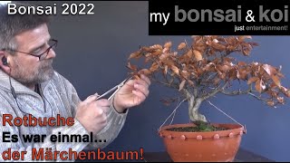 Bonsai 202233  Rotbuche  Fagus sylvatica  Es war einmal… der Märchenbaum [upl. by Sawyor]