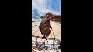 Surgeonfish low price in sibale island handline fishing 4K [upl. by Hsatan585]