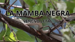 La mamba negra veneno letal [upl. by Aniwde]