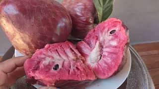 Red Custard Apple  Annona Reticulata Red [upl. by Ecirtahs]