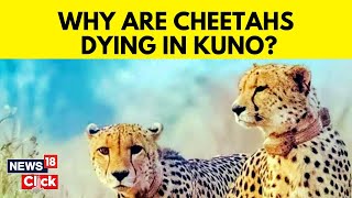 Kuno Cheetah Death How Cheetahs Are Dying In India At Kuno National park In Madhya Pradesh  News18 [upl. by Anelegna]