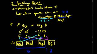Genetik 10 Mendelschen Regeln 2  Die Regeln [upl. by Kinna]