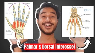 Palmar interossei muscles of hand  Dorsal interossei muscles of hand  intrinsic muscles of hand [upl. by Ennoved945]