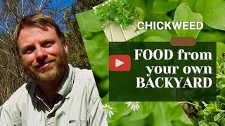 Chickweed Food from Your Own Backyard foraging naturalfood chickweed [upl. by Groeg199]