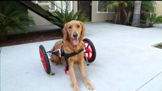 SitGo dog wheelchair demo Video HD 1080p [upl. by Yran935]