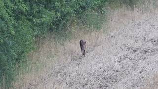 Hase Bock und bellender Fuchs [upl. by Trixi]