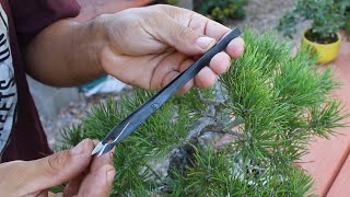 Pinzas de bonsai caseras [upl. by Acus986]