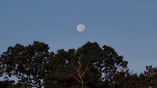 Wanning Gibbous Moon setting TimeLapse [upl. by Lemaj854]