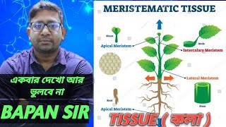 plant Tissue  কলা ।।Meristematic Tissue  ভাজক কলা ।।plant tissue by Bapan sir।।Bapan sir tissue [upl. by Mahan]