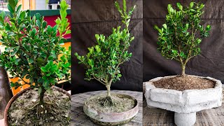 Boxwood Bonsai Tree Care 2021Samaresh Bonsai [upl. by Tahp]