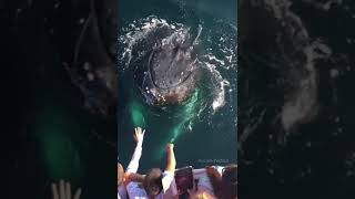 Listen to the Humpback Whale Sounds ❤ shorts tiktok [upl. by Ephrayim697]