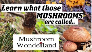 Learn what those mushrooms are called June Mushroom Foraging [upl. by Napra216]