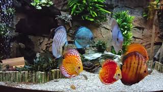 Aquarium Juwel Vision 450 Diskusbecken [upl. by Zabrine]