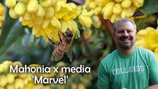 Mahonia x media Marvel [upl. by Dove]