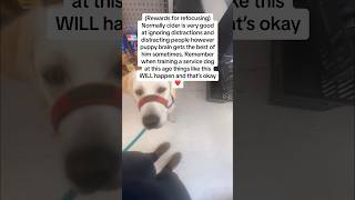 My service dog in training made a mistake and that’s okay servicedog dogtraining youtubeshorts [upl. by Thrift]