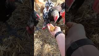 chickens eating mealworms how fun music song newmusic birds chickens funny cute [upl. by Brandy]