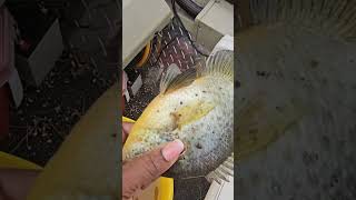 Catching nice rred ear out of in Tillatoba Lake Mississippi redear shellcracker fishing [upl. by Nwatna]