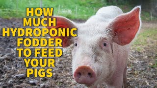 Hydroponic Fodder Pigs Need Per Day [upl. by Pinette]