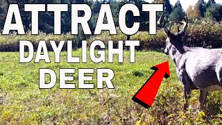 INCREDIBLE Ways To Attract Deer To Your Property 2021 [upl. by Diann31]