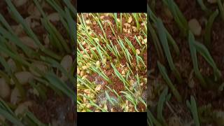 wheatgrassjuice wheatgrassbenefits wheatgrass [upl. by Adriaens209]