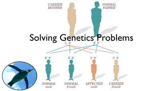 Solving Genetics Problems [upl. by Allicsirp]