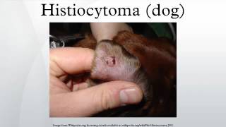 Histiocytoma dog [upl. by Abebi]