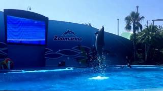 Zoomarine  Dolphin Show [upl. by Ahseneuq409]