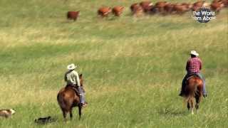 Cowboys of Nebraska  Cattle Drive at Bowring Ranch from Above HD [upl. by Budworth]