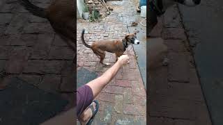 dog funny barking sound cutedog shorts trending [upl. by Rancell132]