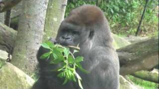 Silverback gorilla and cute baby gorilla share some lunch [upl. by Okimuy12]