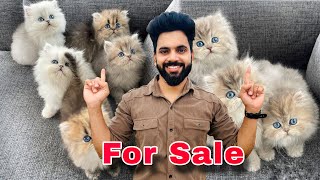 Persian Kittens For Sale  Heavy Bone persian cat  persian cat  persian cat price in india cat [upl. by Lily]