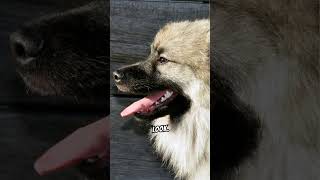 Interesting Facts About The Keeshond Dog [upl. by Tomasina]