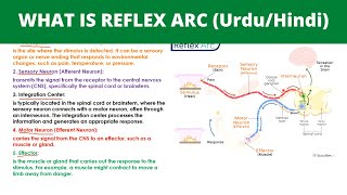 WHAT IS REFLEX ARC in UrduHindi  Coordination and Control [upl. by Iralav]