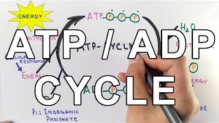 Mechanism of ATPADP Cycle [upl. by Lothair]