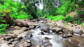 Deep Healing Sleep With Tranquil Forest Stream In Stunning  Experience Ultimate Relaxation  4K UHD [upl. by Llenal]