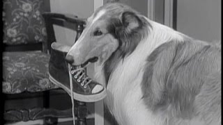 Lassie  Episode 80  quotA Place for Everythingquot  Season 3 Ep 15  12161956 [upl. by Ahcmis700]