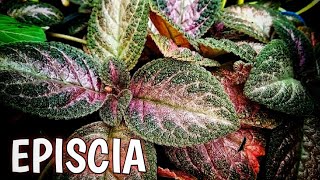 TANAMAN HIAS EPISCIA  EPISCIA PLANT CARE  OUTDOOR PLANT [upl. by Maurits440]