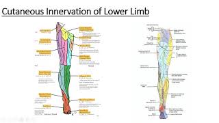 Gross anatomy Lower Limb Cutaneous innervation of Lower Limb [upl. by Nich702]