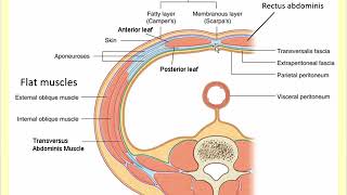 Advanced Anatomy of the Abdominal Wall Inguinal Canal Spermatic Cord amp Femoral sheath [upl. by Ledeen88]