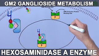 Lysosomal Metabolism of GM2 Ganglioside  Tay Sachs Diesease [upl. by Freiman]