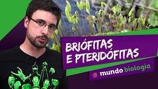 🌿 Botânica 15 Briófitas e Pteridófitas  Biologia  ENEM [upl. by Isia]