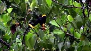 Birds of Kaieteur National Park [upl. by Trefor822]