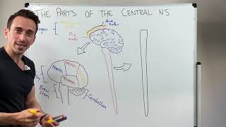 Overview of the Central Nervous System CNS [upl. by Androw]