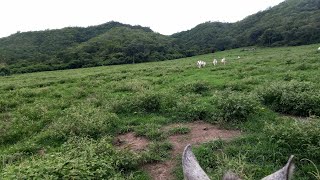 Fazenda de 86 alqueires à venda em São Domingos Goiás de porteira fechada [upl. by Aluino324]