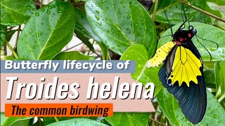 Butterfly lifecycle of Troides Helena  common Birdwing  Troides butterfly nature conservation [upl. by Llieno817]