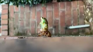 Timelapse shows cicada molting on WVTM 13 Chief Meteorologist Jason Simpsons front steps [upl. by Idnim130]