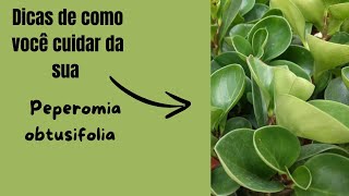 Peperomia obtusifoliaa planta de interior perfeita para iniciantes [upl. by Nerraj704]