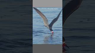 Black skimmer snags a fish as it glides over the waters surface skimmer fishing birdlovers [upl. by Nytsud]