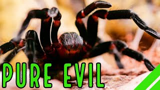 Mexican Red Rump Tarantula BrachypelmaTliltocatl vagans Care amp Facts [upl. by Ogren47]